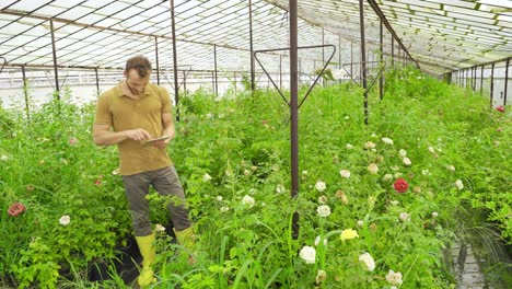 Young-gardener-working-with-tablet-during-rose-production.